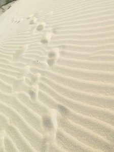 19025173_10155351921301228_6146598969627827494_o