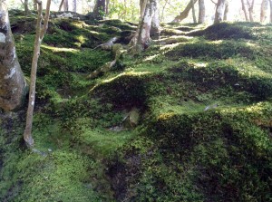 27501110_10156080055601228_7770483263214416583_o